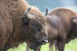 Wild free roaming European bison Bison bonasus bovid in natural landscape