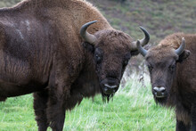 Wild Free Roaming European Bison Bison Bonasus Bovid In Natural Landscape