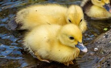 Closeup Of Two Muscovy Duck Chicks On The Shore Of A Lake