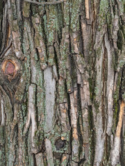 Wall Mural - The texture of the bark of an old willow