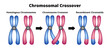Vector scientific illustration of chromosomal crossover or crossing over isolated on white. Exchange of genetic material. Homologous chromosomes, chromosome crossover, recombinant chromatids.
