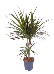 Wall Mural - Dracaena en pot	