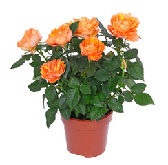 Wall Mural - Mini rosier orange	