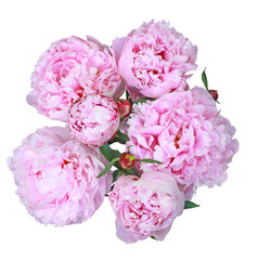 Sticker - Bouquet de pivoines roses	