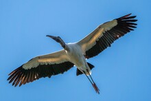 Low Angle Closeup Of A Juvenile Wood Stork, Mycteria Americana Flying In The Blue Sky