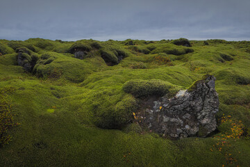 Icelandic green moss. Eldhraun Lava fields. 