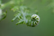 close up of a fern leaf