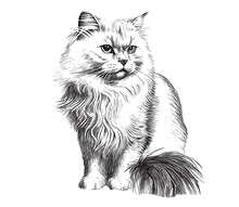 Fluffy Cute Cat Hand Drawn Sketch Vector Illustration