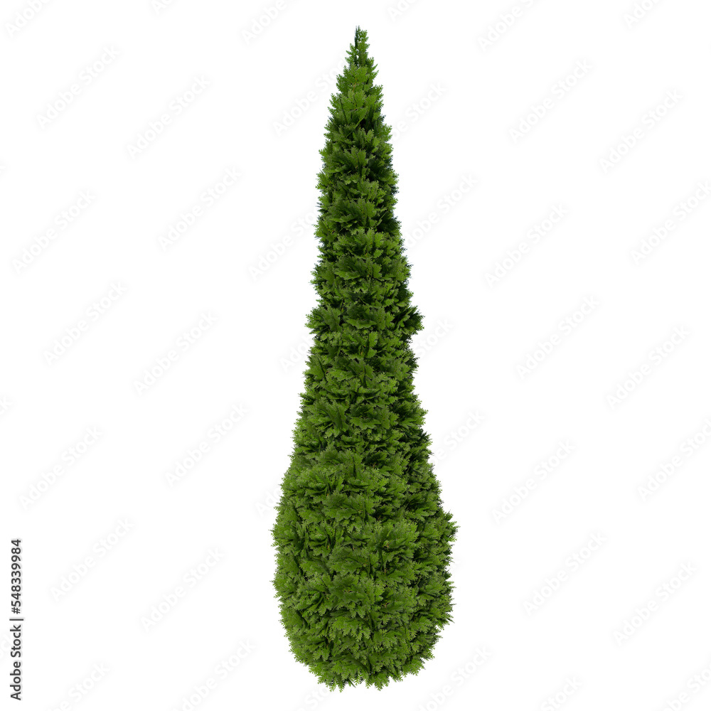 Front view of Plant (Thuja occidentalis North Pole Thuja American Arborvitae  1) Tree png Stock Illustration | Adobe Stock
