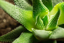 Detail Of Green Succulent Plant With White Bumps.