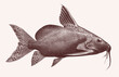Upsidedown catfish synodontis batensoda, venomous tropical freshwater fish in side view