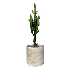 Front view of Plant (Flowerpot Vase with Tall Cactus 2) Tree png