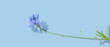 Blue bell flower on blue pastel background