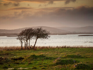 Wall Mural - small trees grow by a lake, beautiful scenery in the background with mountains and calm sunset sky. 
