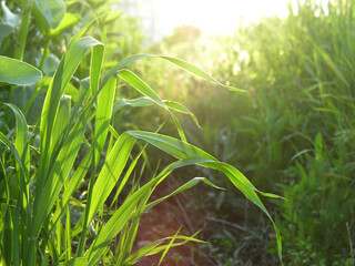 Wall Mural - Corn leaves in early morning light