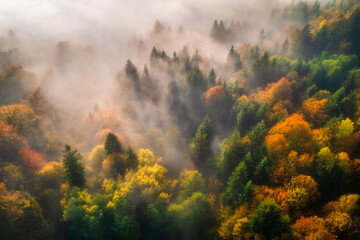 Wall Mural - aerial view of beautiful colorful autumn forest in low clouds at sunrise. top view of orange and gre