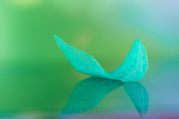 Wall Mural - Skeleton Leaf with reflection.Beautiful wallpaper in green and blue colors.soft focus.skeletonized leaf close-up .structure delicate skeletonized leaf.