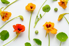 Nasturtium Flowers And Leaves Pattern On White Background, Floral Flat Lay