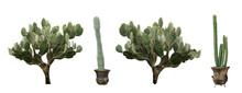 Set With Different Beautiful Cacti On White Background. Banner Design