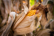 Corn In The Field
