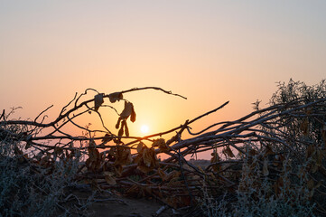 Wall Mural - Sun rising at the horizon of Thar desert, Rajasthan, India. Tourists from across India visits to watch desert sun rise at Thar desert.