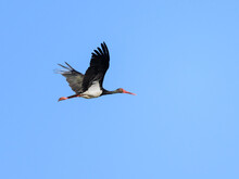 Black Stork Flying Against Blue Sky