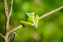 Close Up White Lipped Tree Frog In The Branch 