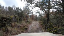 Video Shot From A Land Rover Defender On An Overland Trip Through The Forest In Winter On A Dirt Road Between Hedges And Stone Walls. Gray Day, Rain, Clouds And Cold. Humid Environment On A Dirt Road,