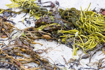 Sticker - Green Codium Algae plants on white sandy beach