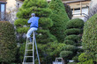 梯子の上で庭の立木の剪定をする植木職人