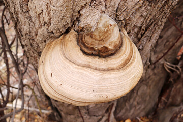 Poster - big mushroom on poplar tree