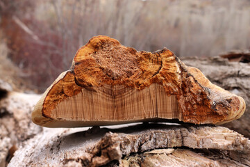 Poster - big mushroom on poplar tree