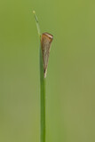 Fototapeta Kuchnia - Wachlarzyk ździeblaczek (Chrysoteuchia culmella), owad na zielonym tle, 