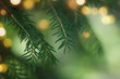 Green twigs of coniferous tree and holiday garland lights on soft background
