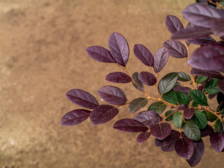 Wall Mural - Close up Chinese fringe leaves, Chinese witch hazel or Loropetalum with blur background.