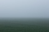 Fototapeta Sport - field of wheat shrouded in frost and fog.