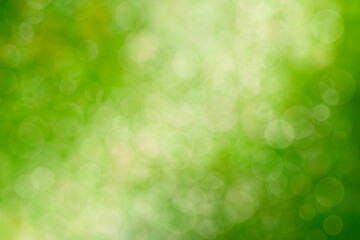 Wall Mural - Natural green bokeh for background.