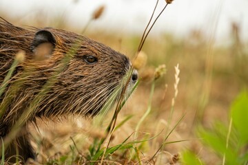 Poster - Closeup of a brown nutria rodent with wet fur in a rural area on a blurred background