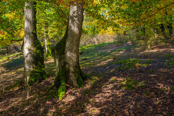 Wall Mural - Age old trees in a colorful autumn forest