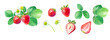 イチゴの水彩イラスト、花、葉、果実のパーツセット