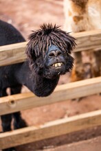 Selective Of A Black Alpaca Behind The Wooden Fence