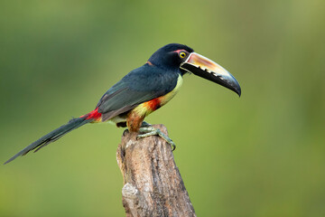 the collared araçari (pteroglossus torquatus) is a toucan, a near-passerine bird. it breeds from sou