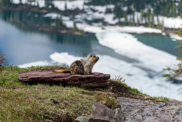 Poster - Closeup of a marmot (Marmota) on a piece of rock with ice covered lake on its background