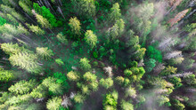 Summer Warm Sun Light Through The Fog In The Forest Aerial View