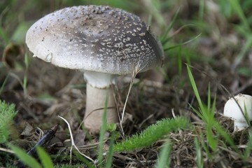 Poster - mushroom in the forest