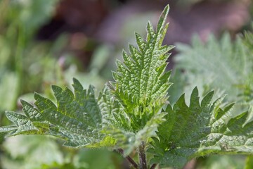 Poster - close up of fern leaf