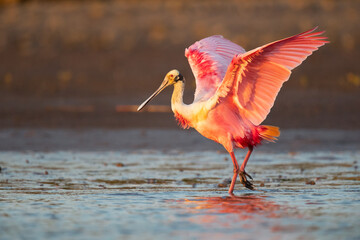 Wall Mural - Roseate spoonbill (Platalea ajaja) is a gregarious wading bird of the ibis and spoonbill family, Threskiornithidae. It is a resident breeder in both South and North America. 