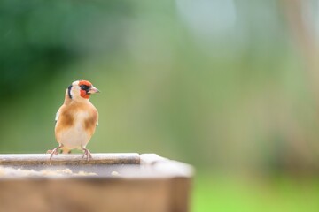 Poster - Closeup shot of European Goldfinch (Carduelis carduelis) perched on a feeder