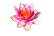 isolated perfectly formed water lily with pink petals