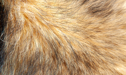 Wall Mural - beautiful spotted fur close-up. texture of brown animal wool. dog fur.